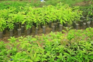 Agriculture Focus Area